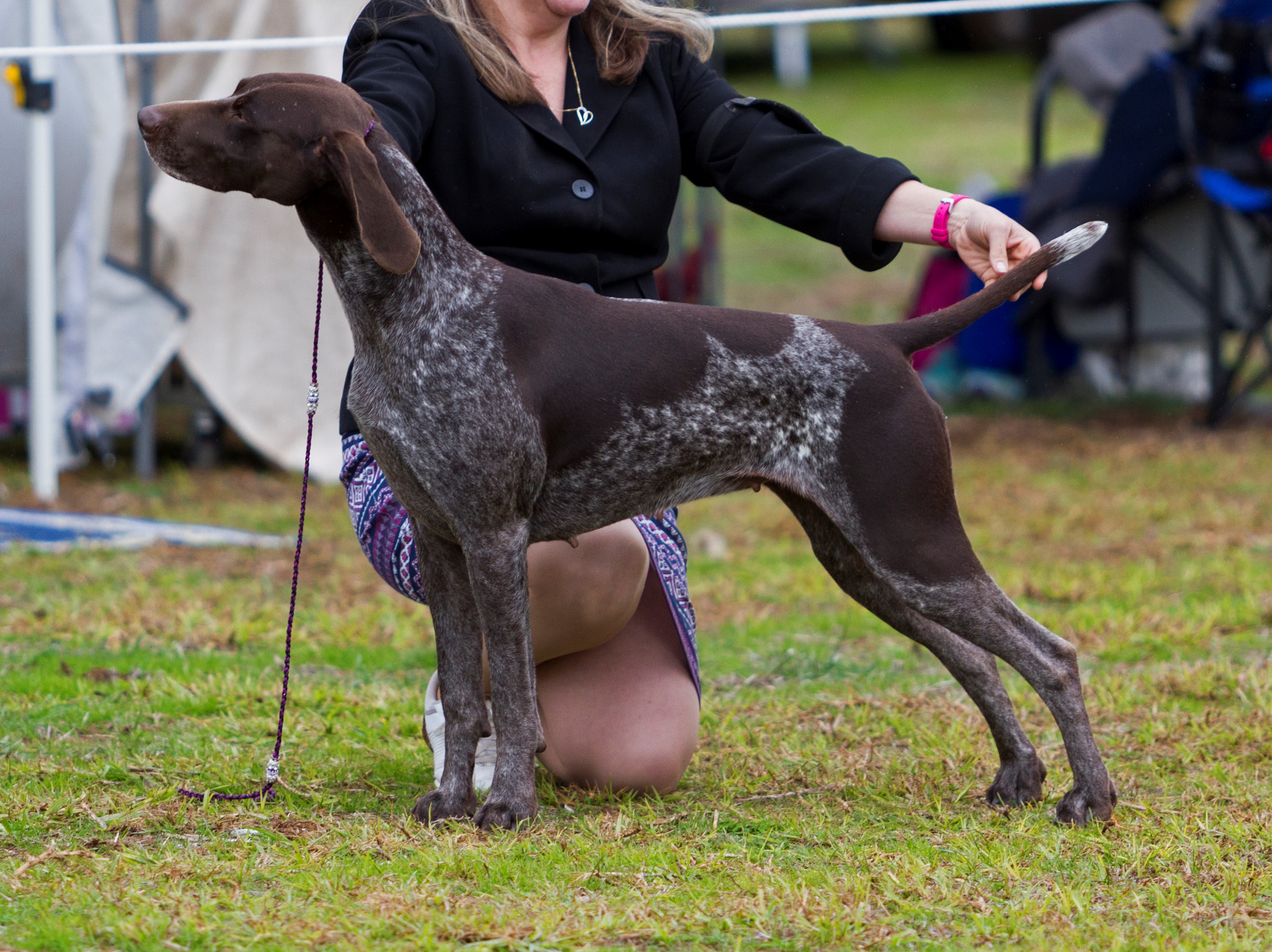 German Shorthaired Pointers Sevoier Kennels