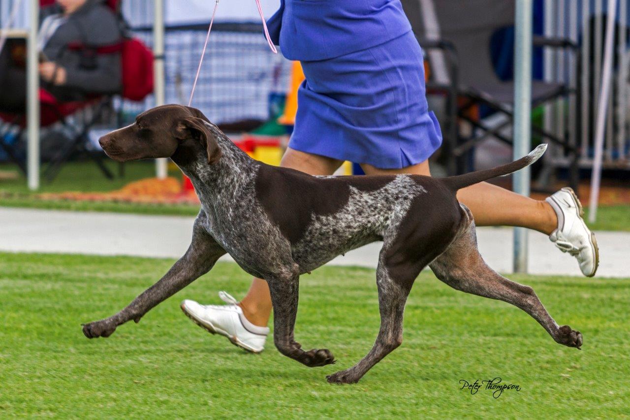 German shorthaired pointer best sale kennel